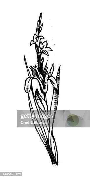 ilustrações, clipart, desenhos animados e ícones de ilustração antiga da gravura: gladiolus - gladíolo