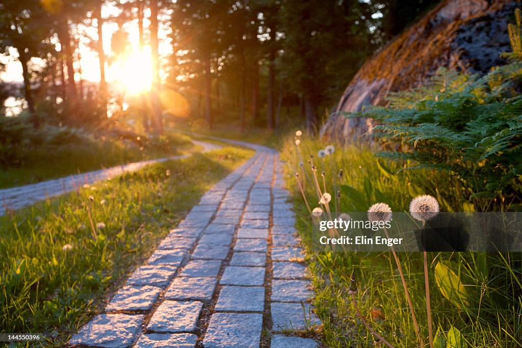 Nature in sunset