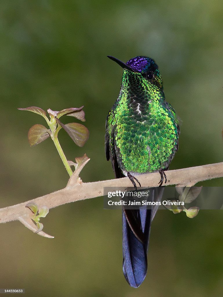 Violet-capped Woodnymph