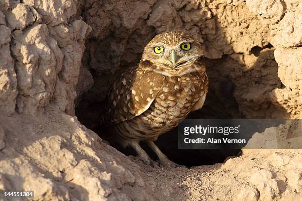 burrowing owl - vernon ca ストックフォトと画像