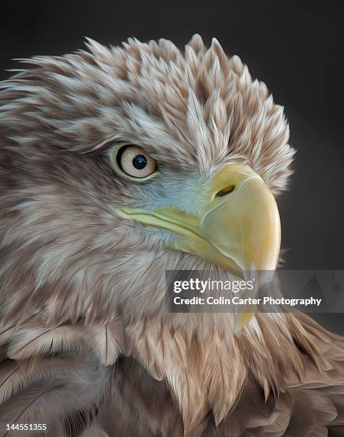 sea eagle head portrait - white tailed eagle stock pictures, royalty-free photos & images