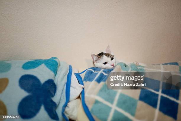 munchkin cat in bedroom - tabby munchkin cat bildbanksfoton och bilder