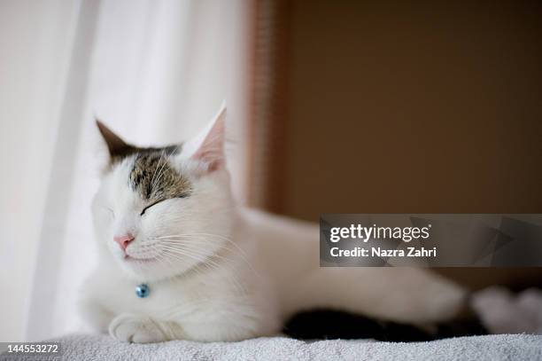 munchkin cat sleeping - tabby munchkin cat bildbanksfoton och bilder