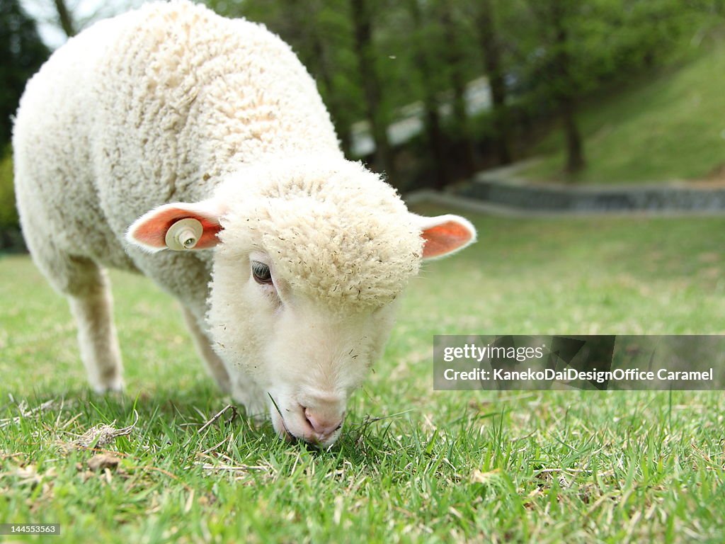 Sheep in Rokkosan