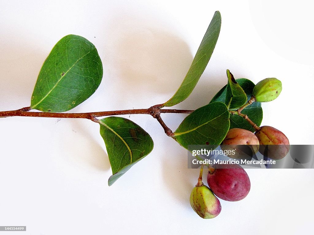 Chrysobalanaceae