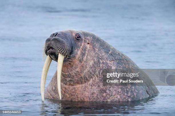 walrus in shallow water, nordaustlandet, svalbard, norway - tusk ストックフォトと画像