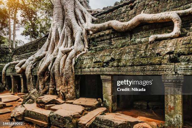 raíces gigantes en el templo de ta prohm, angkor wat, siem reap, camboya - angkor thom fotografías e imágenes de stock