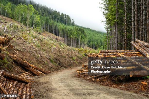logging on mclure main road, caycuse, near lake cowichan, vancouver island, bc canada - lumber industry stock pictures, royalty-free photos & images