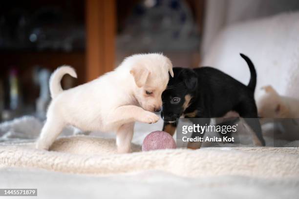 playing puppies - 子犬 ストックフォトと画像