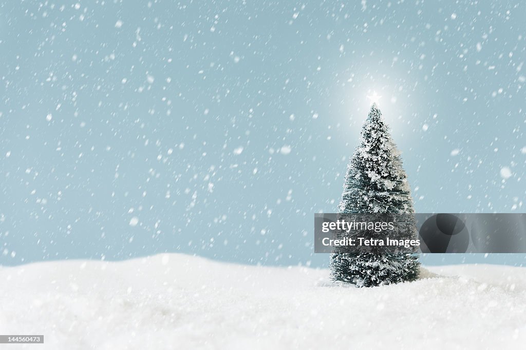 Christmas tree covering by snow, studio shot