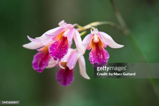 beautiful tropical flower in queen elizabeth ii royal botanic park, grand cayman, cayman islands - grand cayman islands foto e immagini stock