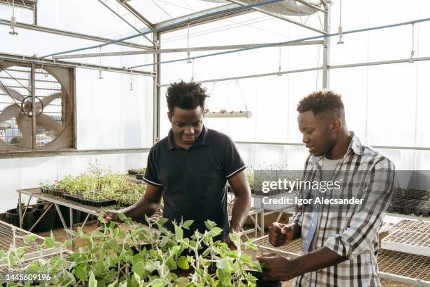 young people in the farm's greenhouse - environmental stewardship stock pictures, royalty-free photos & images