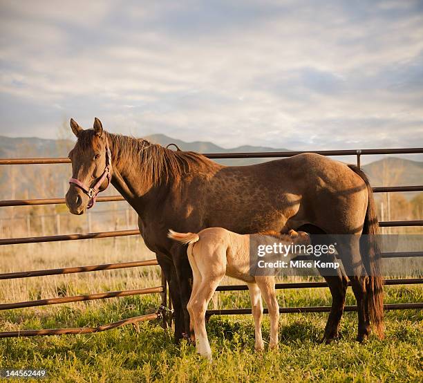 usa, utah, lehi, foal with mother - mare stock pictures, royalty-free photos & images