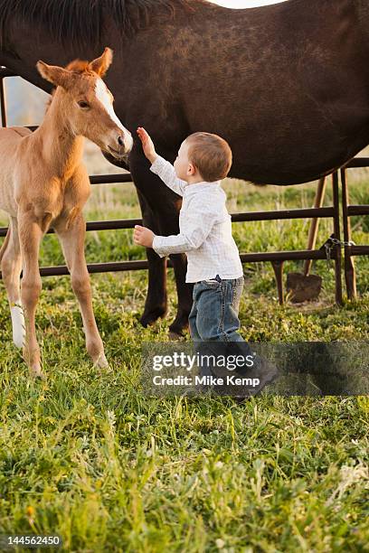 usa, utah, lehi, boy (2-3) stroking foal - föl bildbanksfoton och bilder