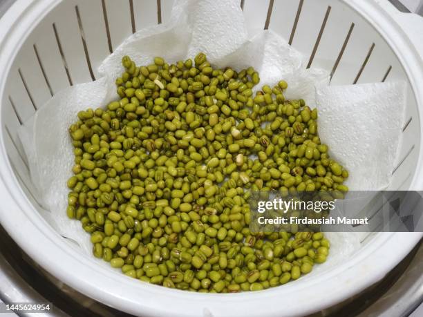 vigna radiata or known as mung beans, green gram, maash,  mūng, monggo, or munggo - mung bean stock pictures, royalty-free photos & images