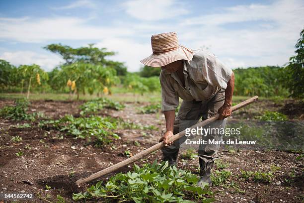 cuba, las tunas, farmer digging in field - lavoratore agricolo foto e immagini stock