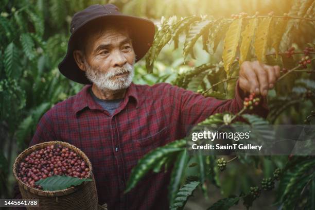 happy farmer picking arabica coffee beans on the coffee tree. - coffee happy stockfoto's en -beelden