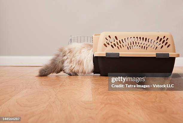 usa, illinois, metamora, cat entering cage - pet carrier stock pictures, royalty-free photos & images