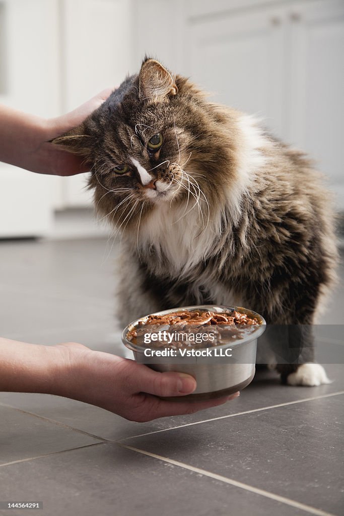 USA, Illinois, Metamora, Close-up of girl's (12-13) hands giving food to cat