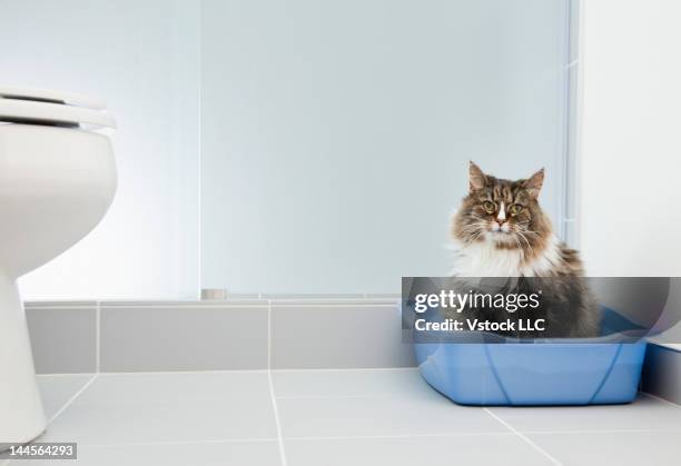 usa, illinois, metamora, cat at litter box - litter stock pictures, royalty-free photos & images