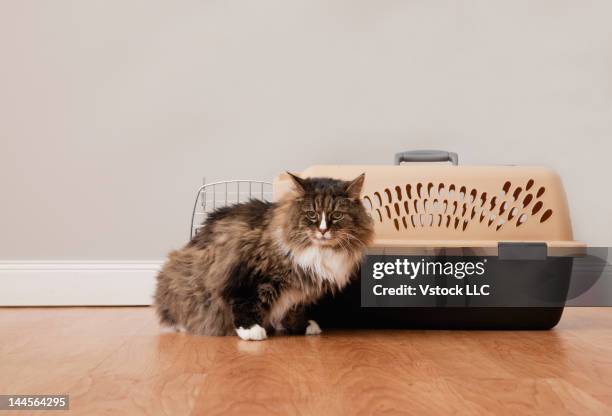 81 Dog Kennel Transport Photos and Premium High Res Pictures - Getty Images 81 Dog Kennel Transport Photos and Premium High Res Pictures - Getty Images