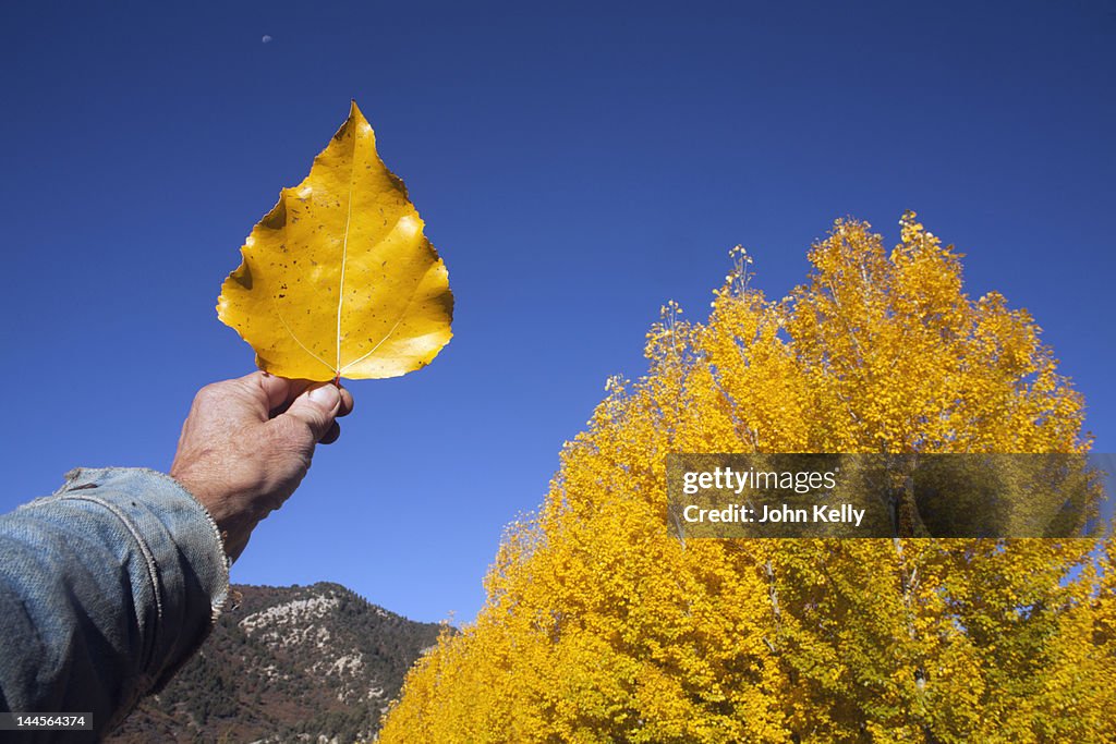 USA, Colorado, Hand holding yellow leaf against blue sky