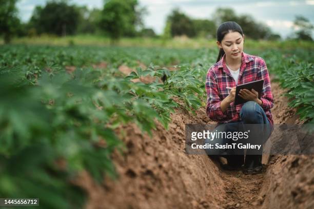 portrait of female farm worker with digital tablet while observing plant disease research in cassava plantation field. - tapioca stock pictures, royalty-free photos & images