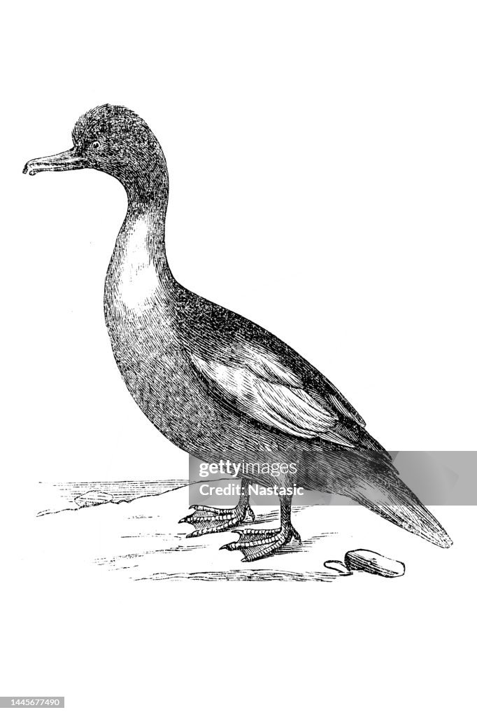 Goosander