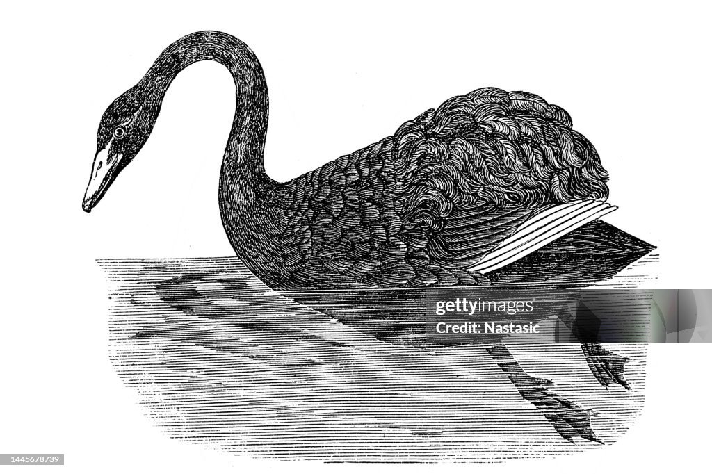 Black swan