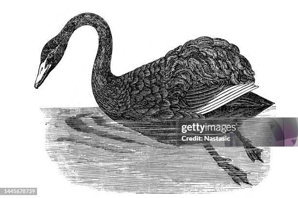 black swan - black swans stock illustrations