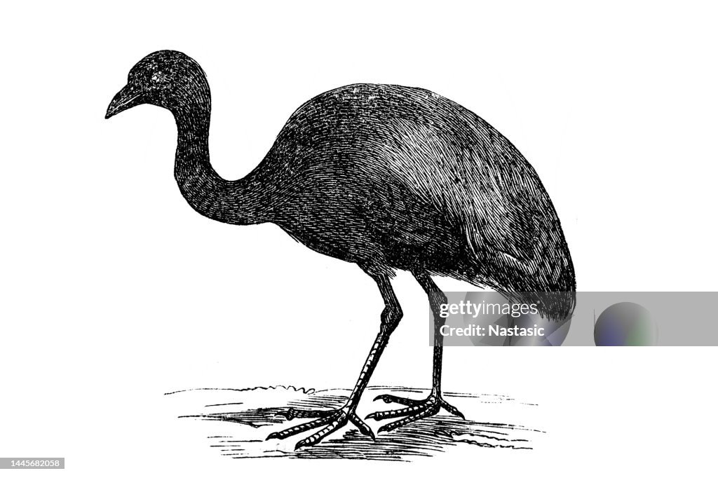 Grey-winged trumpeter (Psophia crepitans)