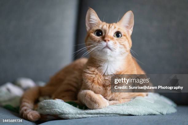 a cute orange pet cat on a blanket - miauwen stockfoto's en -beelden