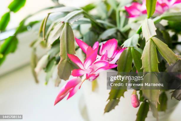 schlumbergera christmas thanksgiving crab holiday easter or whitsun purple flowers cactus succulent - christmas cactus ストックフォトと画像