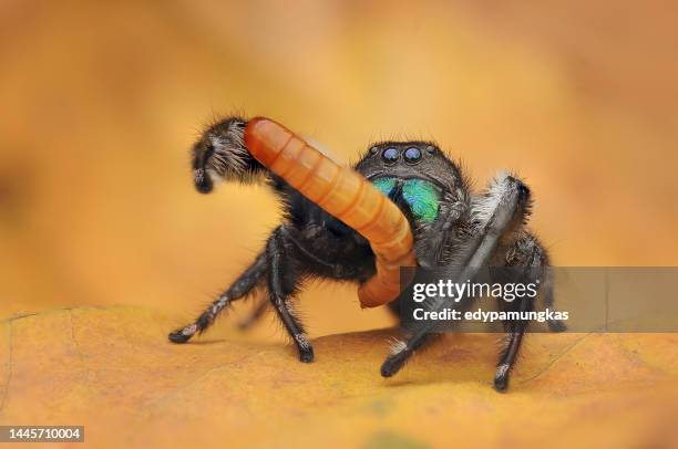 close-up of a spider on a leaf eating a caterpillar, indonesia - insect eating stock pictures, royalty-free photos & images