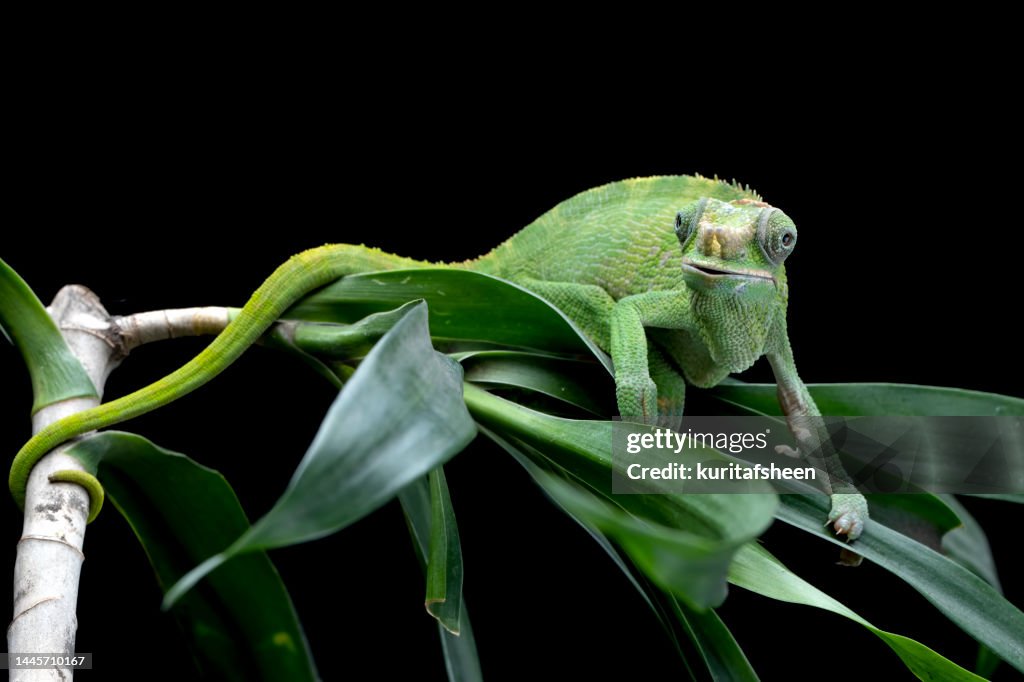 Close-up of a green female Fischer's chameleon on a plant, Indonesia