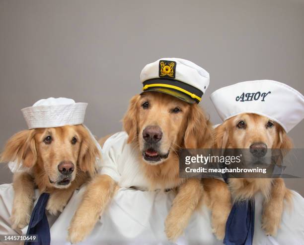 portrait of three golden retriever dogs dressed as sailors - kitsch stock pictures, royalty-free photos & images