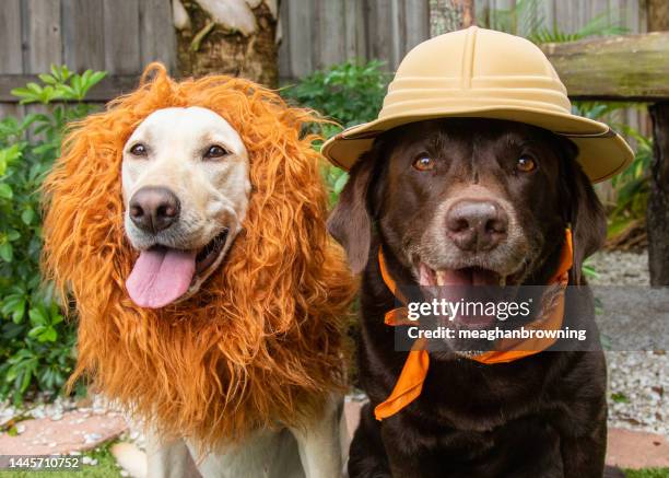 yellow labrador retriever and a chocolate labrador retriever dressed as a lion and man on safari - lion costume stock pictures, royalty-free photos & images