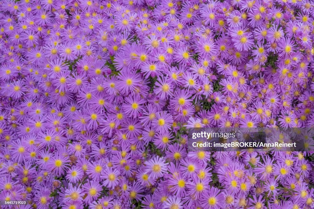 Cushion Aster (Aster dumosus), North Rhine-Westphalia, Germany