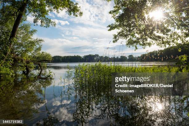 schaalsee near seedorf, unesco biosphere reserve schaalsee, lauenburg lakes, schleswig-holstein, germany - bioreserve stock pictures, royalty-free photos & images