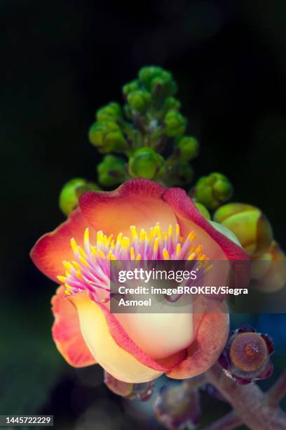 cannonball tree (couroupita guianensis) of a cannon tree, chiang mai, thailand - cannonball tree stock pictures, royalty-free photos & images