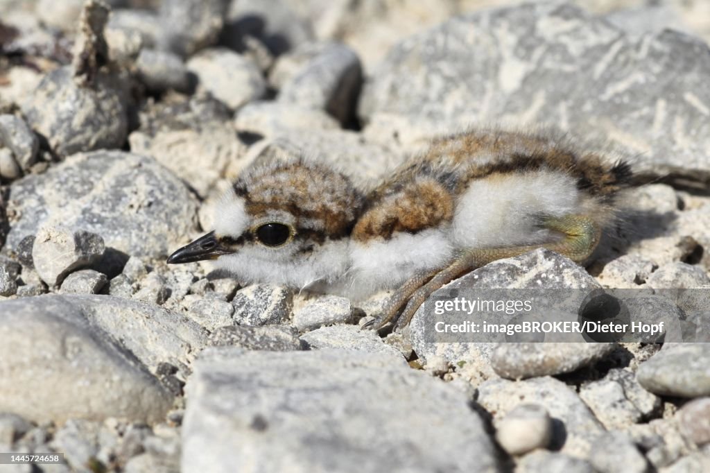 Little Ringed Plover (Charadrius dubius) perfectly camouflaged young bird in gravel, Allgaeu, Bavaria, Germany
