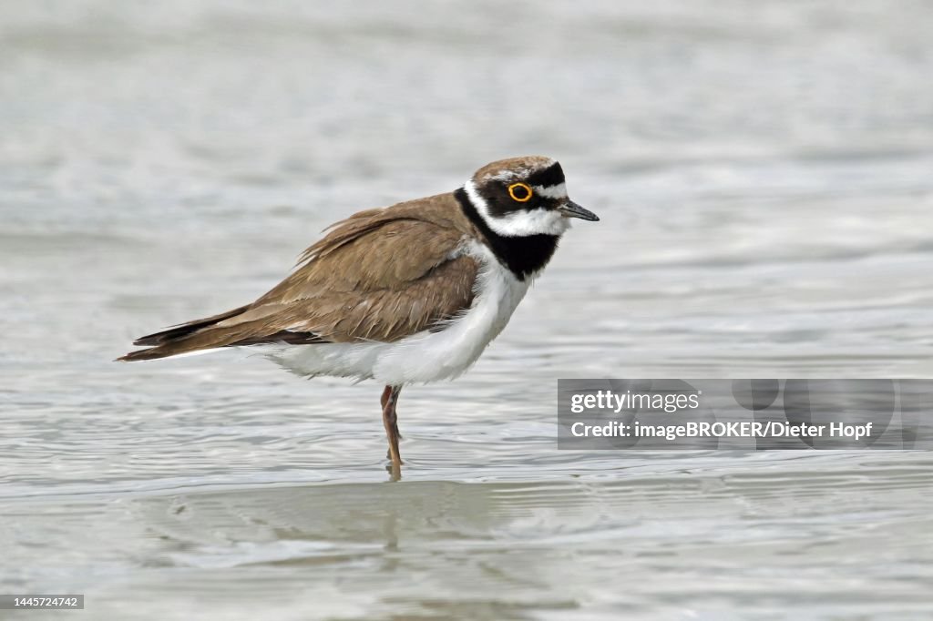 Little Ringed Plover (Charadrius dubius) Old bird in the water, Allgaeu, Bavaria, Germany