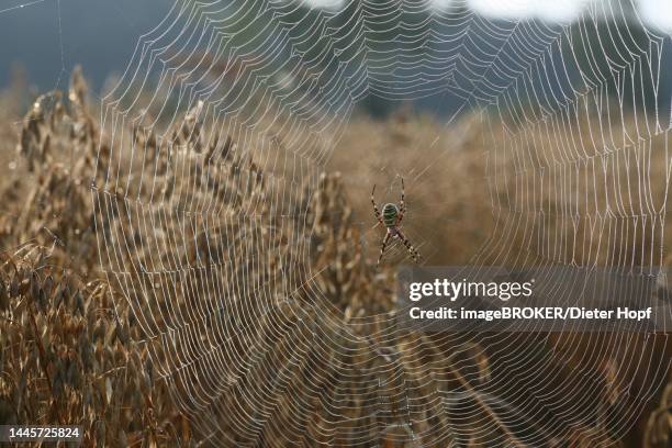 wasp spider (argiope bruennichi) in a web covered with dew drops, in a cornfield, allgaeu, bavaria, germany - corn dew stock illustrations