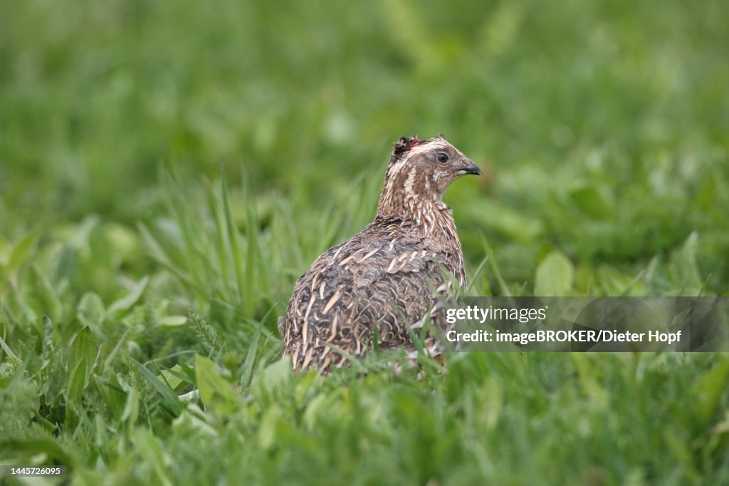 Common quail (Coturnix coturnix) with head injury in meadow, Lower Austria, Austria