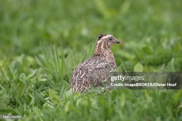common quail (coturnix coturnix) with head injury in meadow, lower austria, austria - quail bird stock illustrations