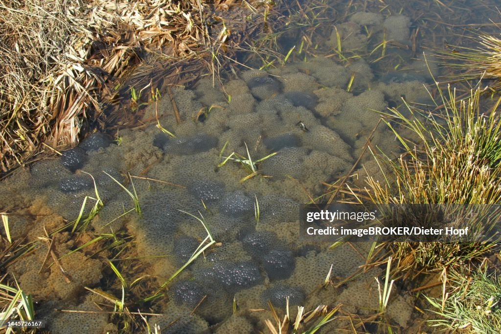 Common frog (Rana temporaria) spawn balls in a ditch, Allgaeu, Bavaria, Germany