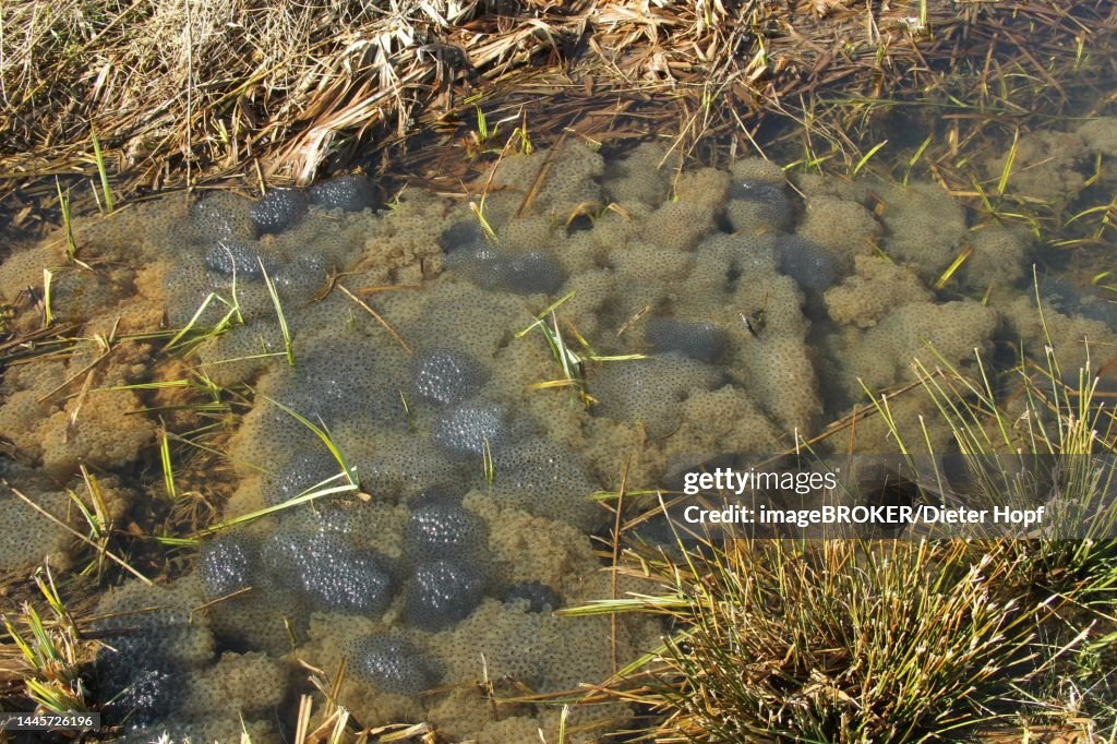 Common frog (Rana temporaria) spawn balls in a ditch, Allgaeu, Bavaria, Germany
