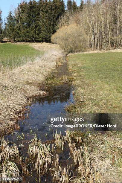 common frog (rana temporaria) spawn balls in a ditch, allgaeu, bavaria, germany - tree frog stock illustrations