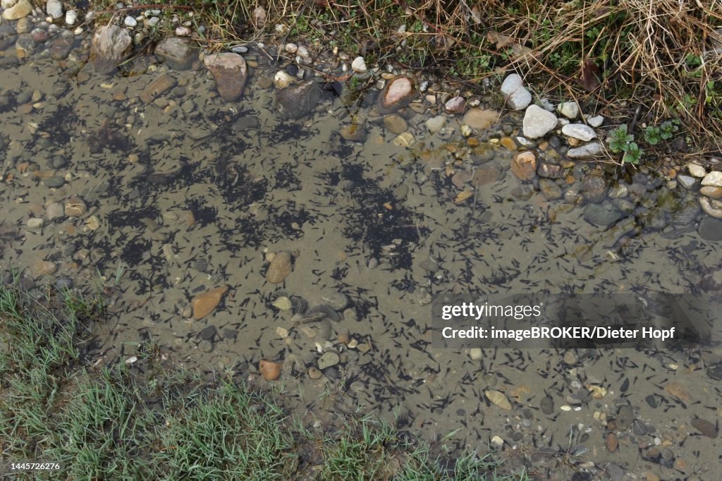 Common frog (Rana temporaria) tadpoles in lane on forest path, Allgaeu, Bavaria, Germany