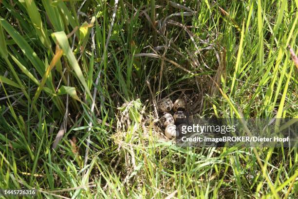 illustrations, cliparts, dessins animés et icônes de common quail (coturnix coturnix) nest and clutch in tall grass, lower austria, austria - common quail